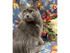 Adopt Suni a Gray or Blue Domestic Longhair / Domestic Shorthair / Mixed cat in