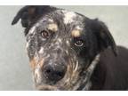 Adopt Buck a Gray/Blue/Silver/Salt & Pepper Australian Cattle Dog / Mixed dog in