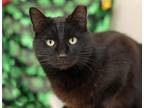 Adopt Columbus a Domestic Shorthair / Mixed (short coat) cat in Raleigh