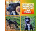 Adopt 2024-04-035 *Cracker Jack* a Terrier (Unknown Type