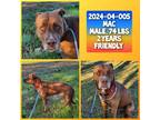 Adopt 2024-04-005 *Mac* a American Pit Bull Terrier / Mixed dog in Winder