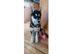 Adopt Missy a Black - with Brown, Red, Golden, Orange or Chestnut Eskimo Dog /