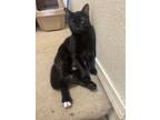 Adopt Panther (with Raven) a All Black Domestic Shorthair / Mixed Breed (Medium)