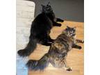 Adopt Moana (with Maui) a All Black Domestic Mediumhair / Domestic Shorthair /