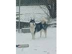 Adopt Holly a Black - with White Husky / Mixed dog in White Settlement