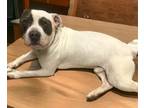 Adopt Blue a White Mixed Breed (Large) / Mixed dog in Gary, IN (39483490)
