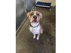 Adopt Meatball a Tan/Yellow/Fawn - with White American Staffordshire Terrier /