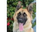 Adopt Venus von Vellmar a Tan/Yellow/Fawn German Shepherd Dog / Mixed dog in Los