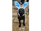 Adopt Max a Black Labrador Retriever / Mixed dog in Corinth, MS (40952777)