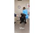 Adopt Max a Black Labrador Retriever / Mixed dog in Corinth, MS (40952777)