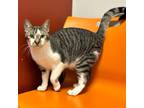 Adopt Junior a Gray or Blue Domestic Shorthair / Domestic Shorthair / Mixed cat