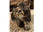 Adopt Muffin (tabby) a Brown Tabby Domestic Shorthair (short coat) cat in Sioux