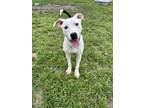 Adopt Minaj a White American Pit Bull Terrier / Mixed dog in San Marcos