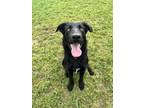Adopt Fergie a Black Flat-Coated Retriever / Mixed dog in San Marcos
