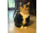 Adopt Molly a Calico or Dilute Calico Calico / Mixed (short coat) cat in