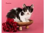 Adopt Domino a Domestic Shorthair / Mixed (short coat) cat in San Jacinto