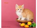 Adopt Cheeto a Domestic Mediumhair / Mixed (medium coat) cat in San Jacinto