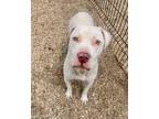Adopt Kiba a White American Pit Bull Terrier / Mixed dog in New Orleans