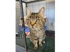 Adopt Xena a Brown Tabby Domestic Shorthair / Mixed Breed (Medium) / Mixed