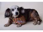 Adopt Chloe a Dachshund / Mixed dog in Cliffwood, NJ (39511079)