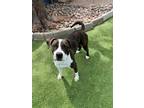 Adopt Berniece a Brindle - with White Pit Bull Terrier / Boxer / Mixed dog in