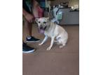 Adopt Molly a Tan/Yellow/Fawn Labrador Retriever dog in Alvin, TX (41180241)