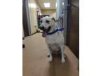 Adopt Heath Max a White Labrador Retriever dog in Alvin, TX (41180240)