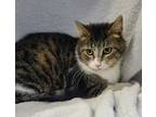 Adopt 6214 (Willow) a Brown Tabby Domestic Mediumhair / Mixed (medium coat) cat