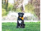 Adopt Brody a Black - with White Labrador Retriever / Mixed dog in Unionville