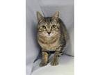 Adopt 6213 (Stitch) a Brown Tabby Domestic Shorthair / Mixed (short coat) cat in