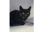 Adopt 6215 (Mama) a Black (Mostly) Domestic Shorthair / Mixed (short coat) cat