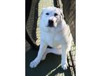 Adopt Cyra a White Great Pyrenees / Mixed Breed (Medium) / Mixed dog in