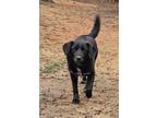 Adopt Huck a Black - with White Labrador Retriever / Mixed dog in Corinth