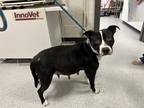 Adopt Poppy a White American Pit Bull Terrier / Mixed dog in Grand Rapids