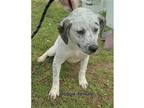 Adopt B Litter Boogie a White - with Black Australian Cattle Dog / Mixed dog in