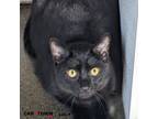 Adopt Pan a Domestic Shorthair / Mixed cat in Lexington, KY (41179827)