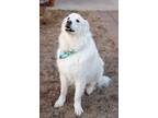 Adopt Peter ADOPTED! a White Great Pyrenees / Mixed dog in Tulsa, OK (40943982)
