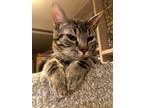Adopt Bluey a Gray or Blue Domestic Shorthair / Mixed (short coat) cat in