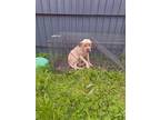 Adopt Wera a Tan/Yellow/Fawn Mastiff / Mixed dog in Everman, TX (40722818)