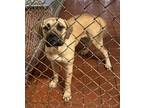 Adopt Luna a Tan/Yellow/Fawn Mastiff / Mixed dog in Everman, TX (40722764)