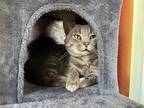 Adopt Dorian Gray a Gray or Blue Domestic Shorthair / Mixed cat in Newport