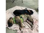 Adopt Rhett a Brindle Boxer / Mixed dog in Mount Gilead, OH (41179558)