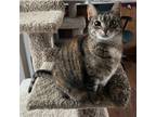 Adopt Penny a Brown Tabby Domestic Shorthair (short coat) cat in Mount Gilead