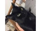 Adopt Journey a All Black Domestic Shorthair (short coat) cat in Mount Gilead