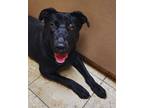 Adopt Darla a Black Labrador Retriever / Mixed dog in Sunnyvale, TX (41090459)