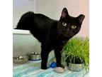 Adopt Amour a All Black Domestic Shorthair / Domestic Shorthair / Mixed cat in