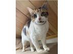 Adopt Leah a Tortoiseshell Domestic Shorthair (short coat) cat in Mount Gilead