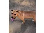 Adopt Heidi a Red/Golden/Orange/Chestnut Pit Bull Terrier / Mixed dog in Jena