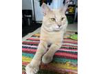 Adopt Sunny a Tan or Fawn Tabby American Shorthair / Mixed (short coat) cat in