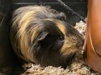 Adopt Pig Newton a Guinea Pig small animal in Fall River, MA (41174544)